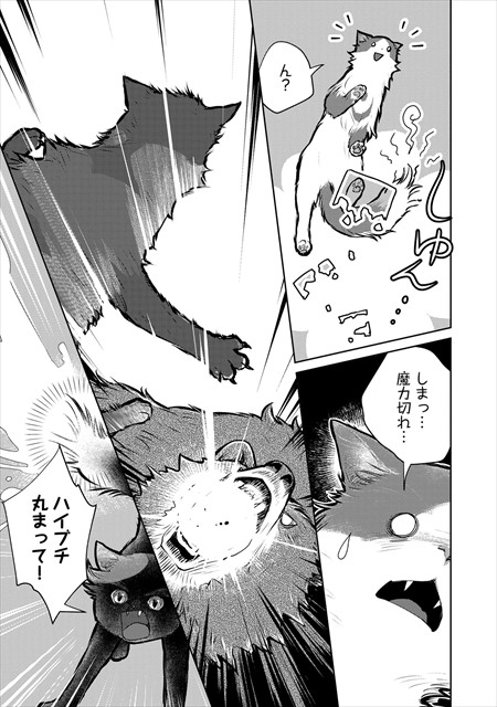 猫と竜
